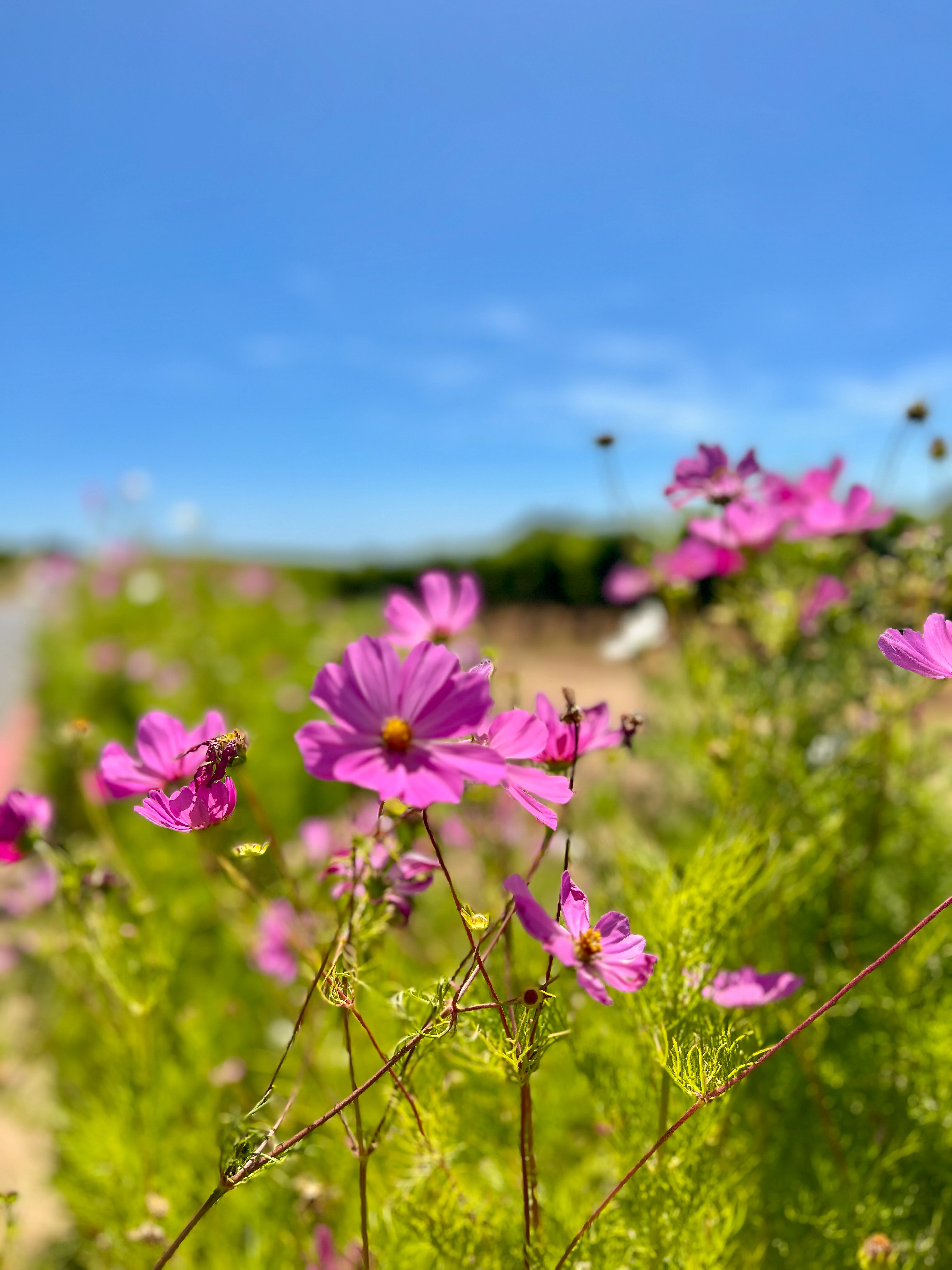 A field of pink cosmos flowers catching the light.