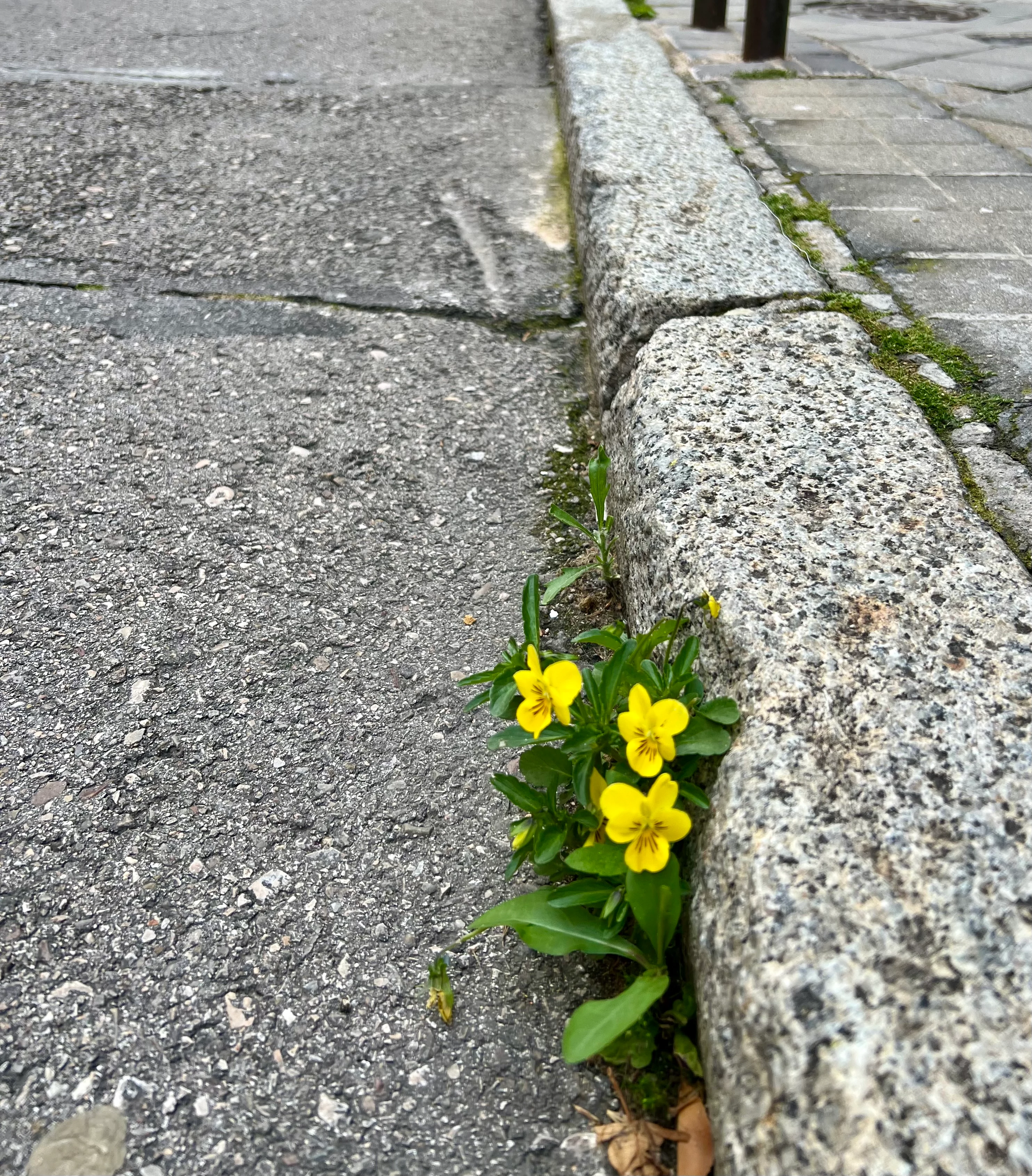 Yellow flowers blooming through cracks in the pavement.