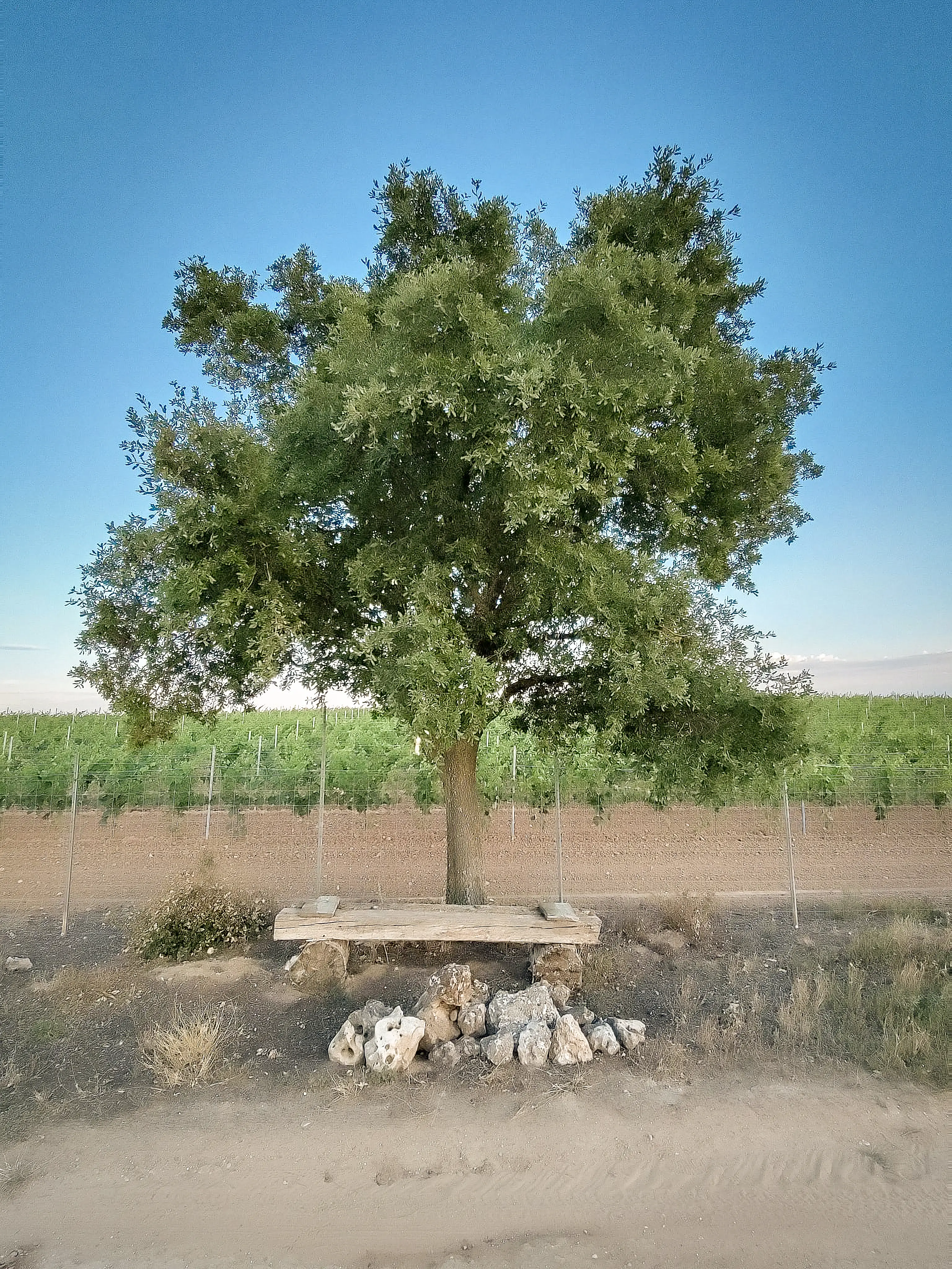A wooden bench beneath a tree in Sotillo de la Ribera
